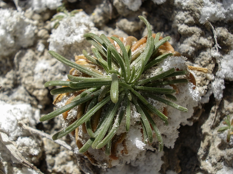 Centaurium quadrifolium.17