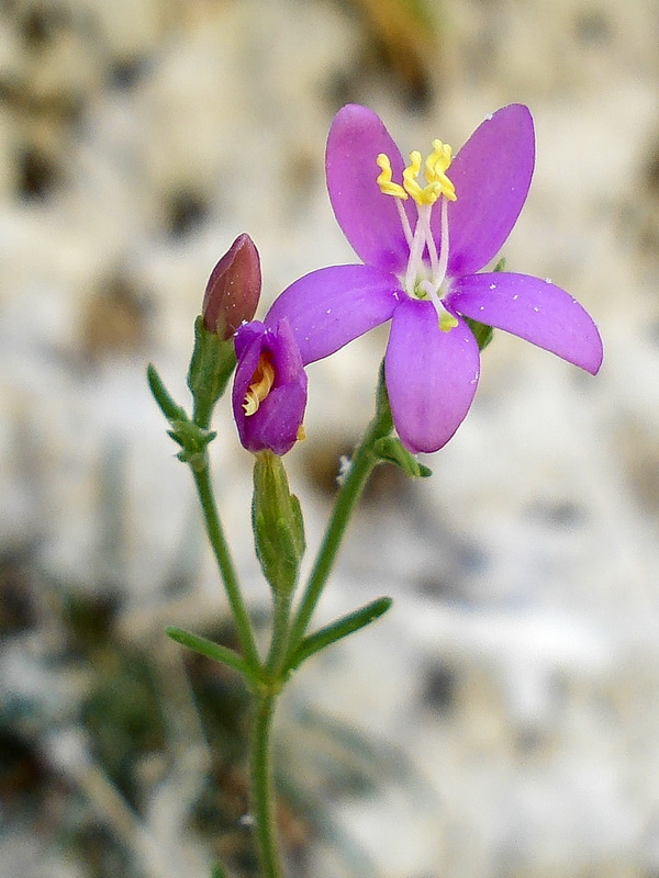 Centaurium quadrifolium.20