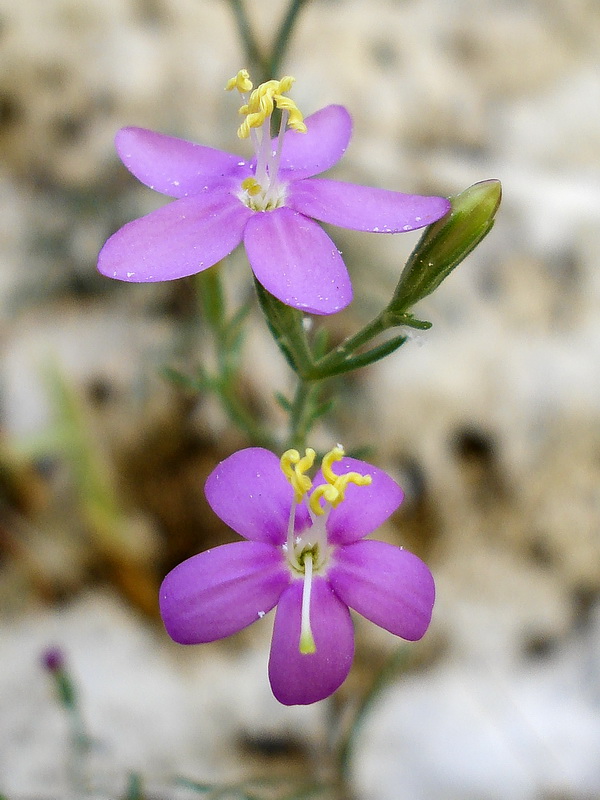 Centaurium quadrifolium.21