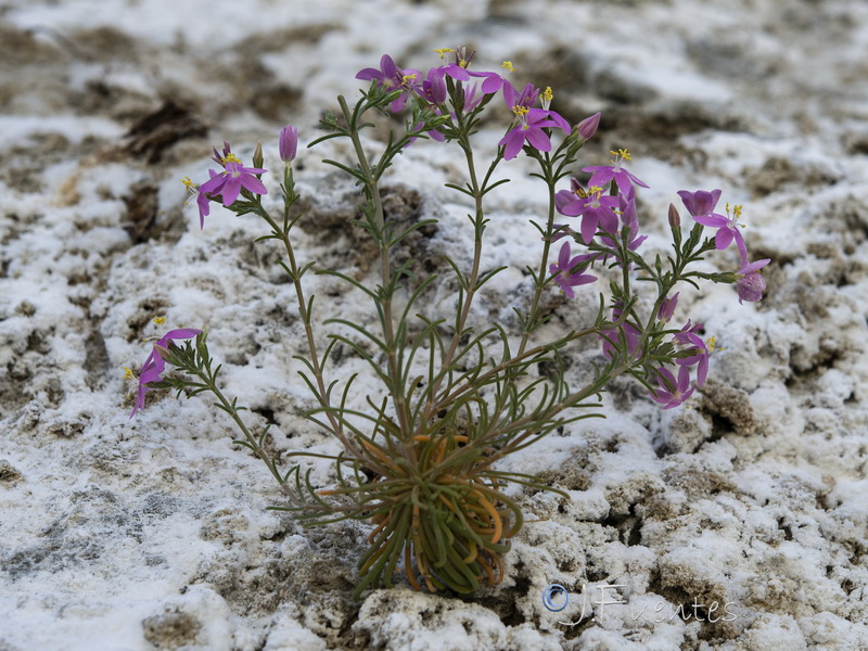 Centaurium quadrifolium.24