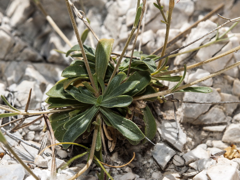 Centaurium quadrifolium barrelieri.03