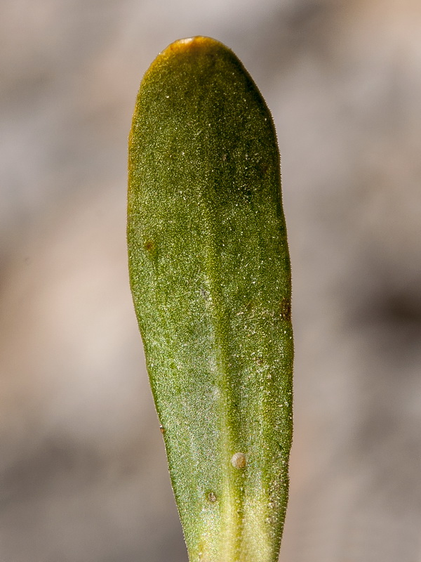 Centaurium quadrifolium barrelieri.04