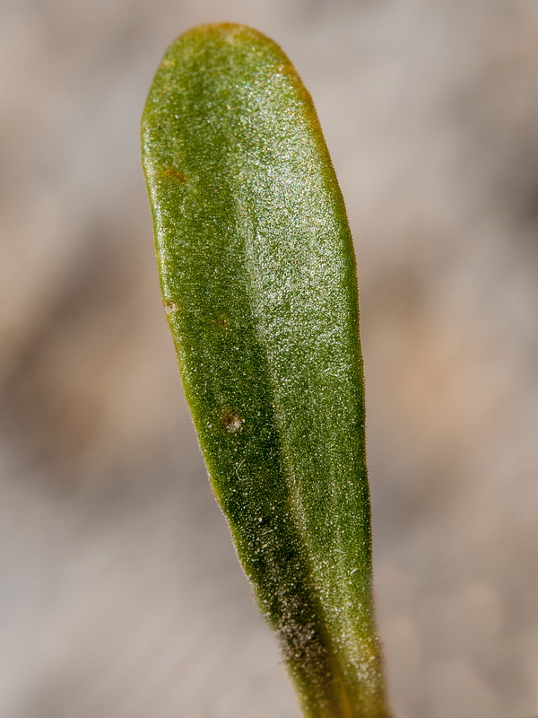 Centaurium quadrifolium barrelieri.05