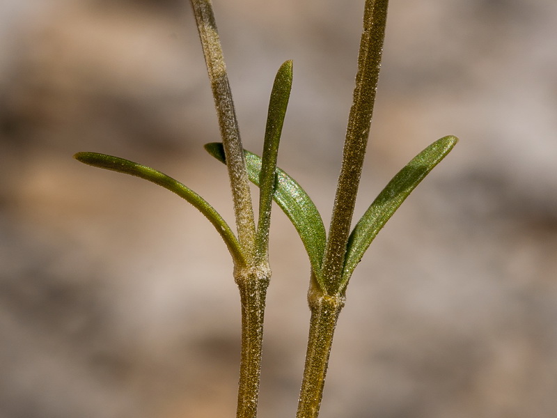 Centaurium quadrifolium barrelieri.06