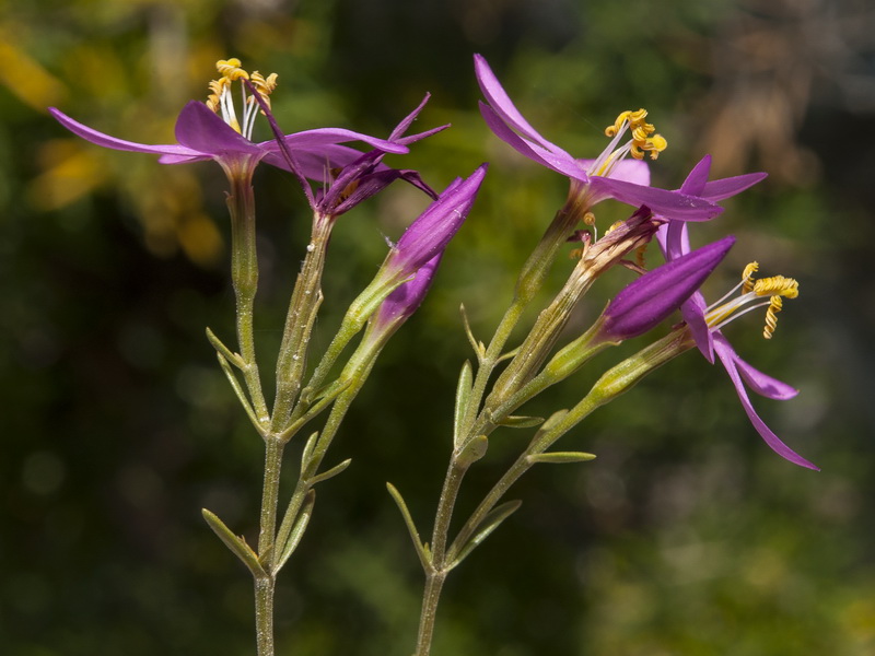 Centaurium quadrifolium barrelieri.10