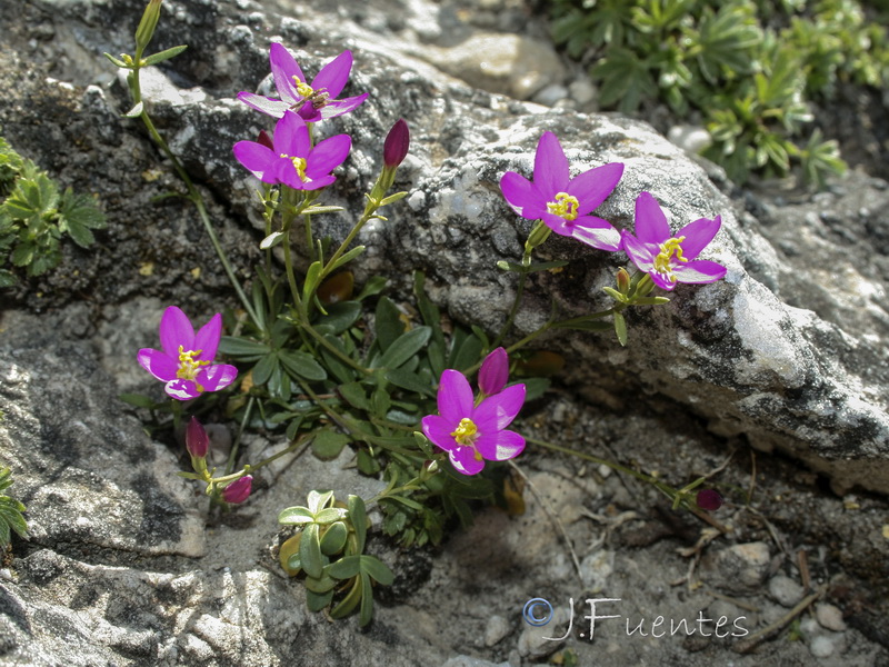 Centaurium quadrifolium barrelieri.14