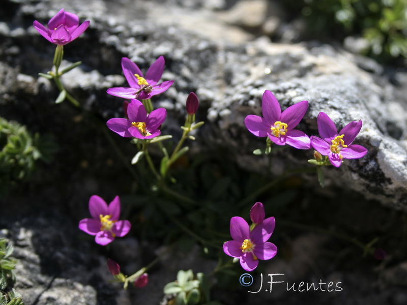 Centaurium quadrifolium barrelieri.15