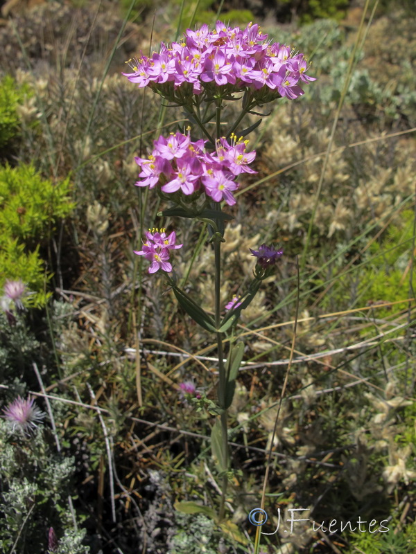 Centaurium suffruticosum.01