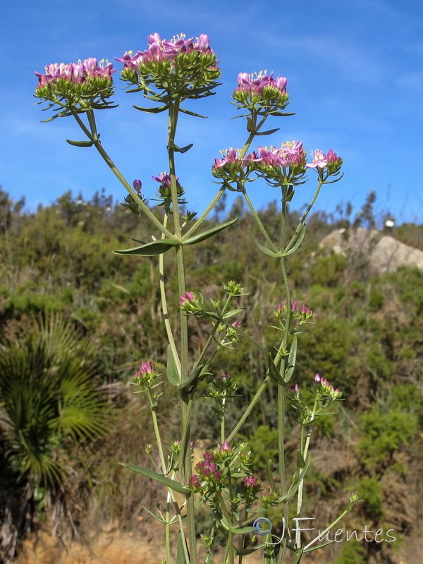 Centaurium suffruticosum.02