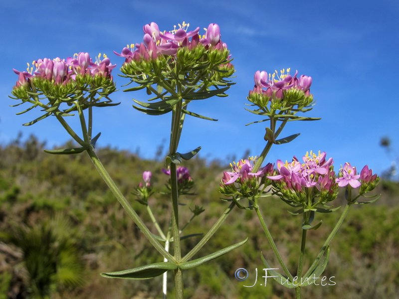 Centaurium suffruticosum.03