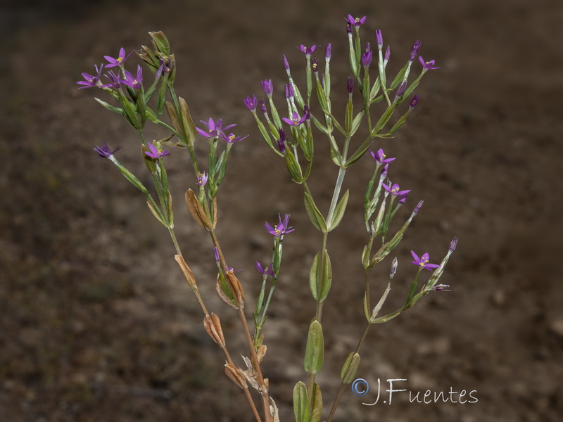 Centaurium tenuiflorum acutiflorum.01