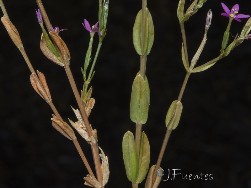 Centaurium tenuiflorum acutiflorum.02