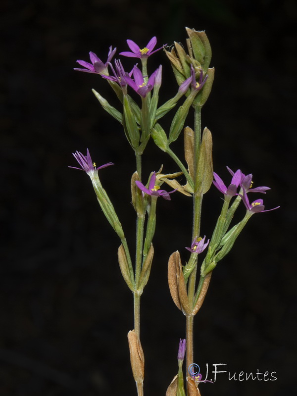 Centaurium tenuiflorum acutiflorum.03
