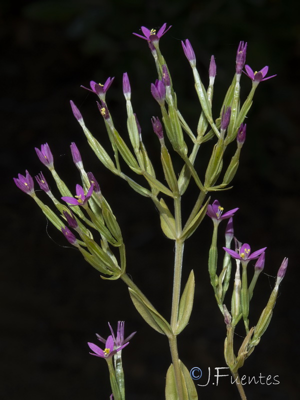 Centaurium tenuiflorum acutiflorum.04