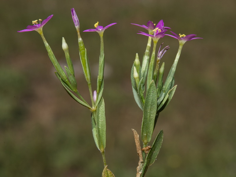 Centaurium tenuiflorum tenuiflorum.01