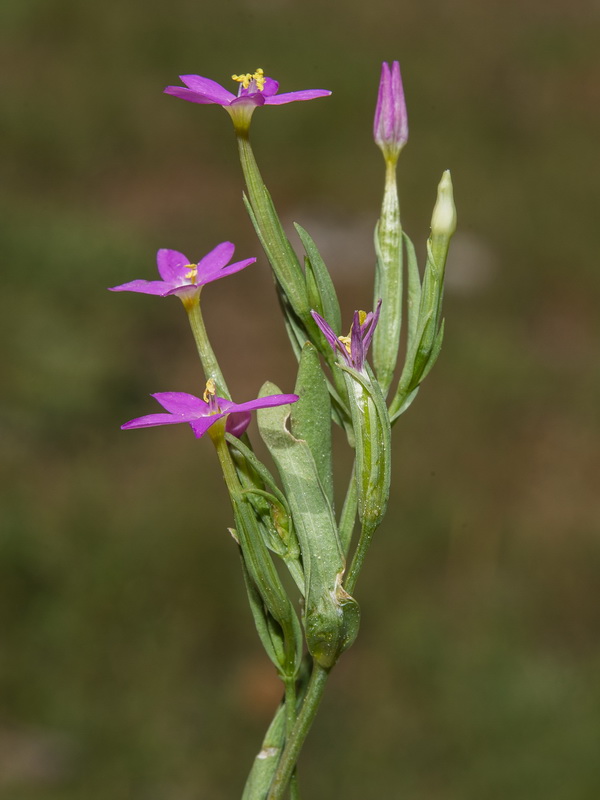 Centaurium tenuiflorum tenuiflorum.02