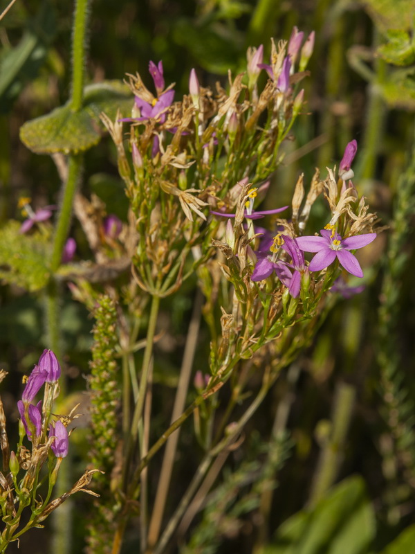 Centaurium tenuiflorum tenuiflorum.03