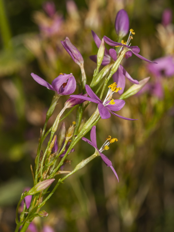 Centaurium tenuiflorum tenuiflorum.05