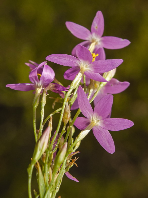 Centaurium tenuiflorum tenuiflorum.06