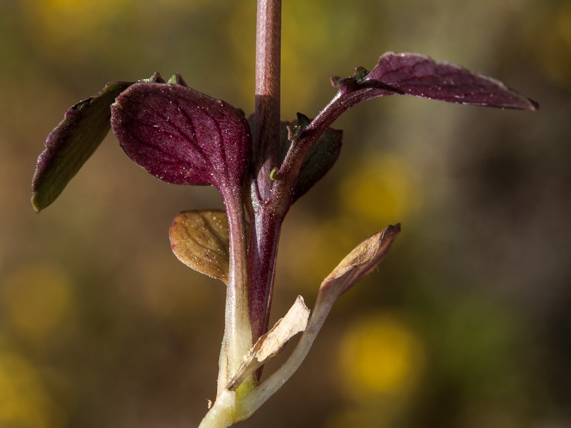 Centranthus calcitrapae.02