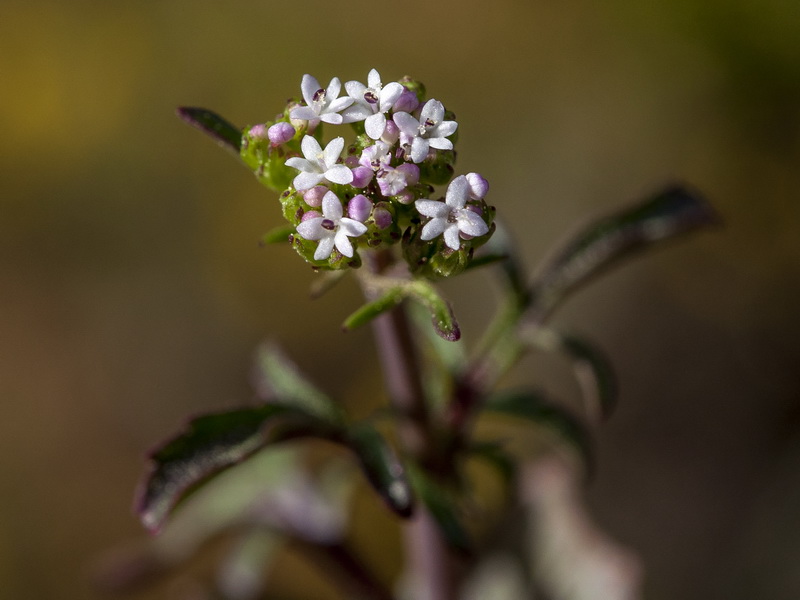 Centranthus calcitrapae.03