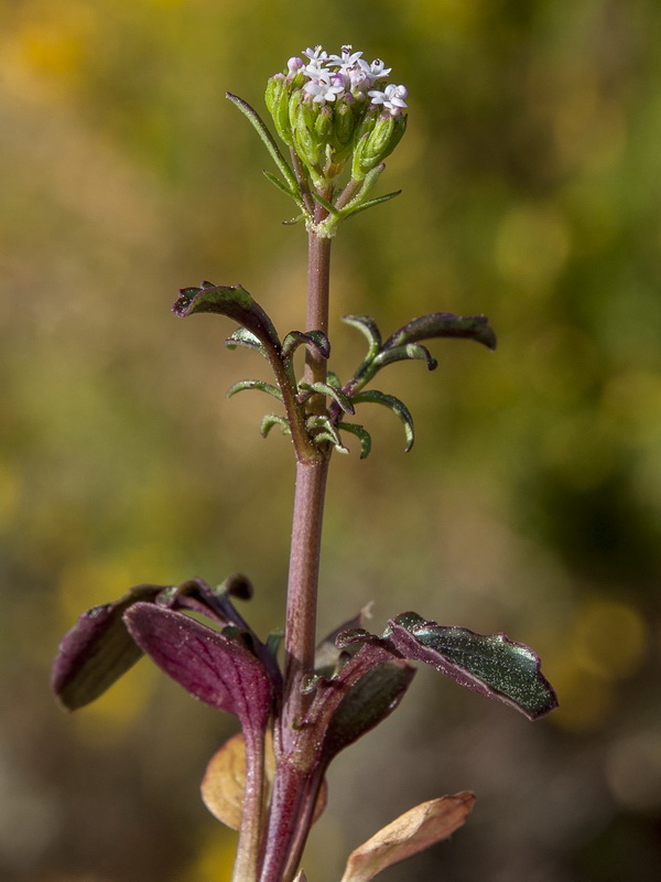 Centranthus calcitrapae.04