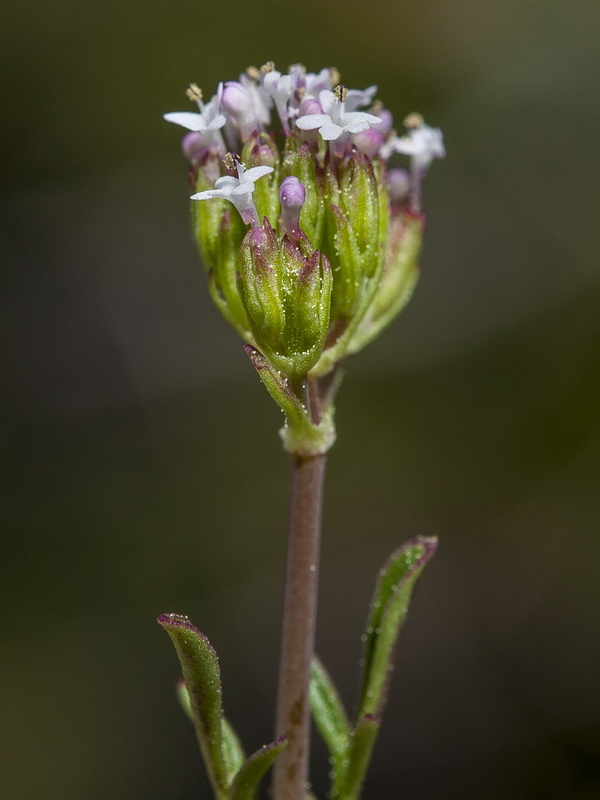Centranthus calcitrapae.06