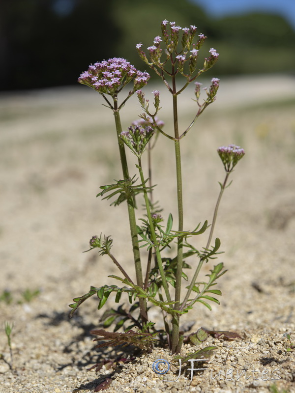 Centranthus calcitrapae.07