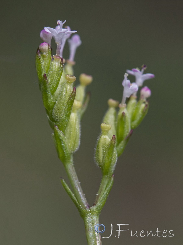 Centranthus calcitrapae.09