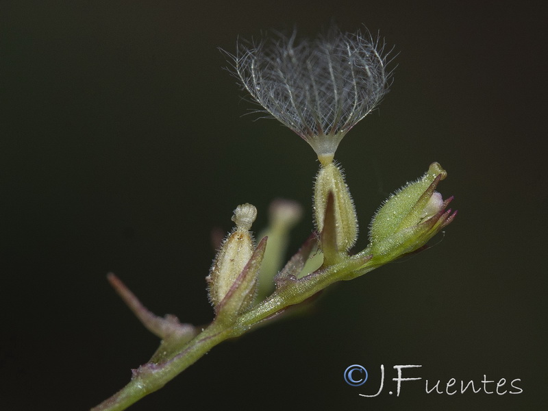 Centranthus calcitrapae.10