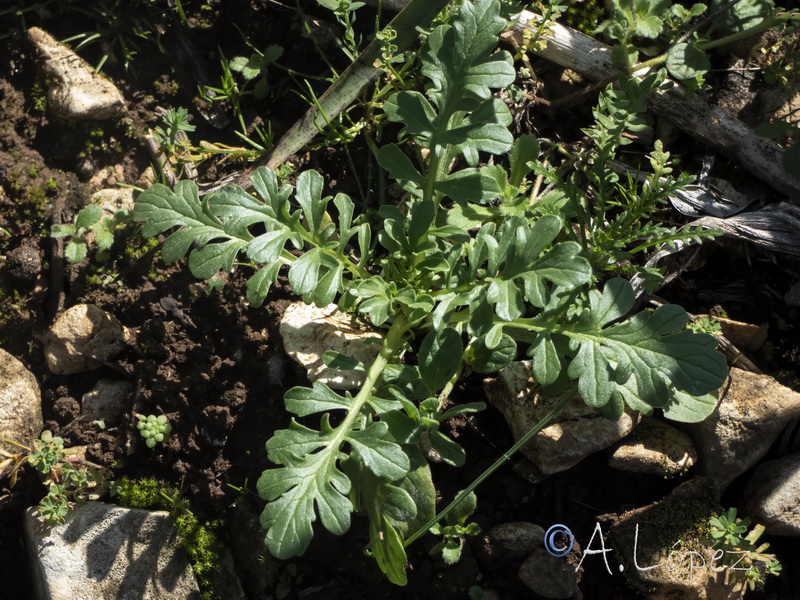 Centranthus calcitrapae.16
