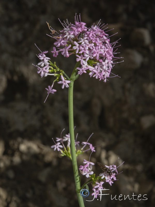 Centranthus lecoqii.17