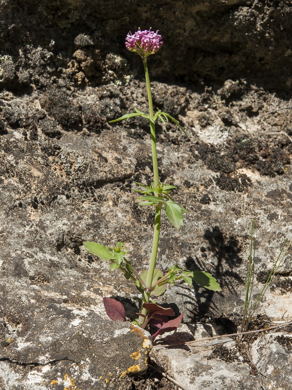Centranthus macrosiphon.02