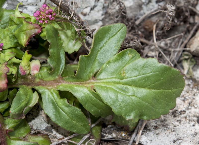 Centranthus macrosiphon.06