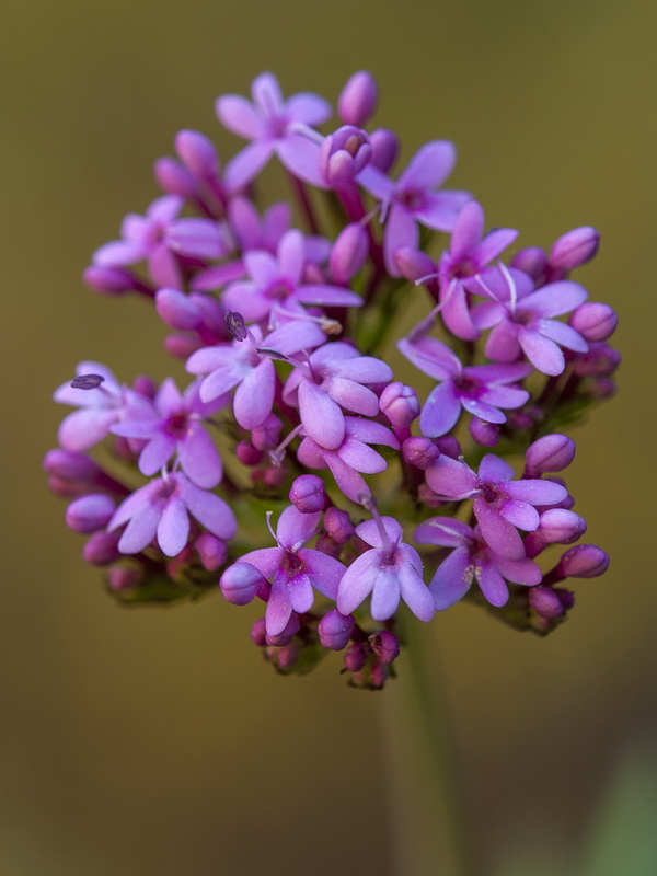 Centranthus macrosiphon.11