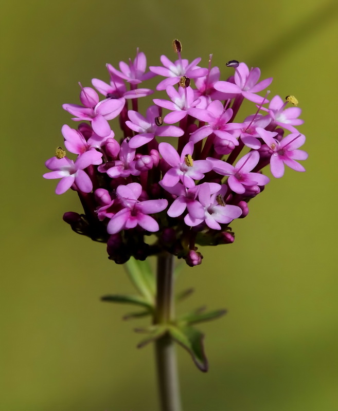 Centranthus macrosiphon.13