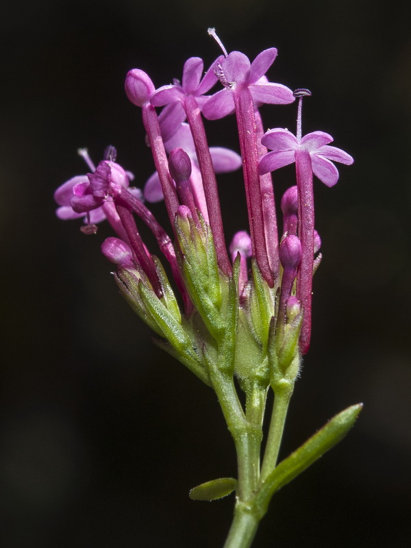 Centranthus macrosiphon.23