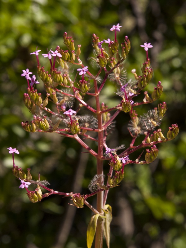 Centranthus macrosiphon.24