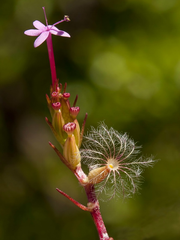 Centranthus macrosiphon.27