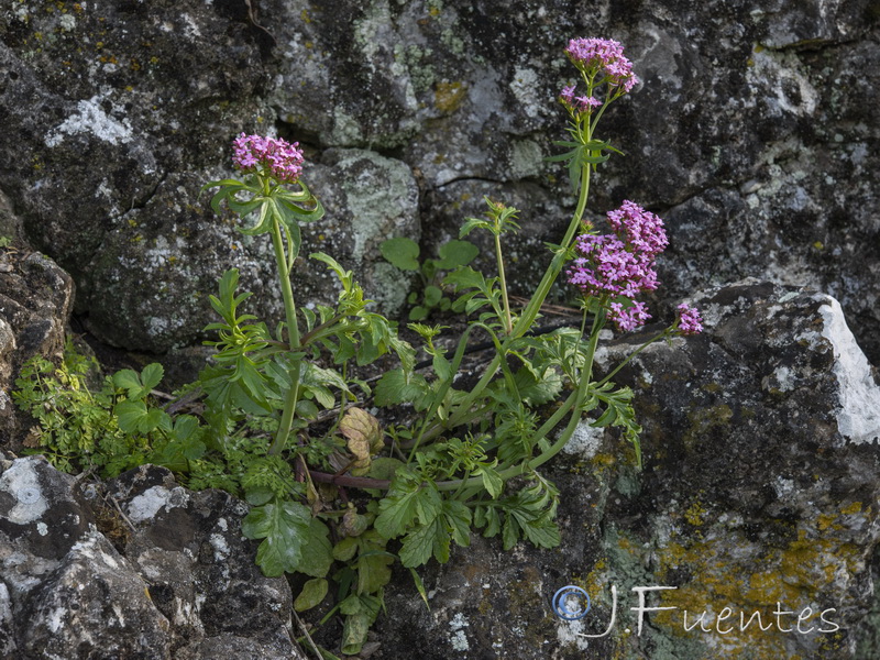 Centranthus macrosiphon.28