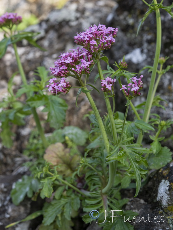 Centranthus macrosiphon.29