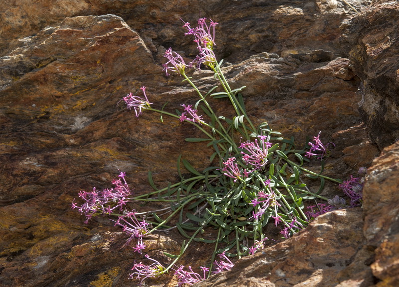 Centranthus nevadensis.01