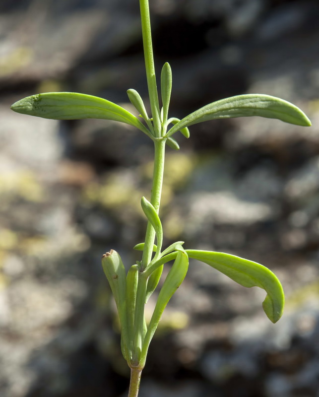 Centranthus nevadensis.03