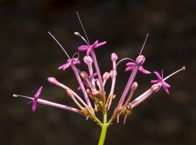 Centranthus nevadensis.04