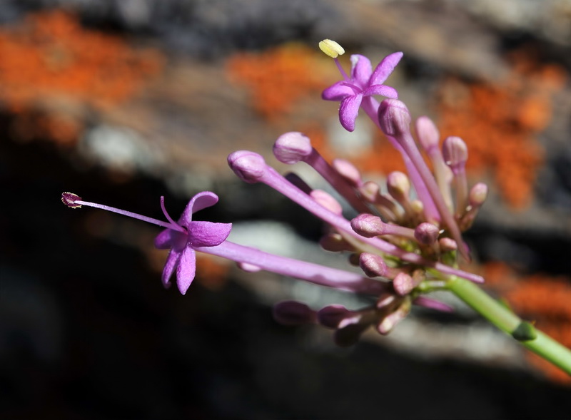 Centranthus nevadensis.05