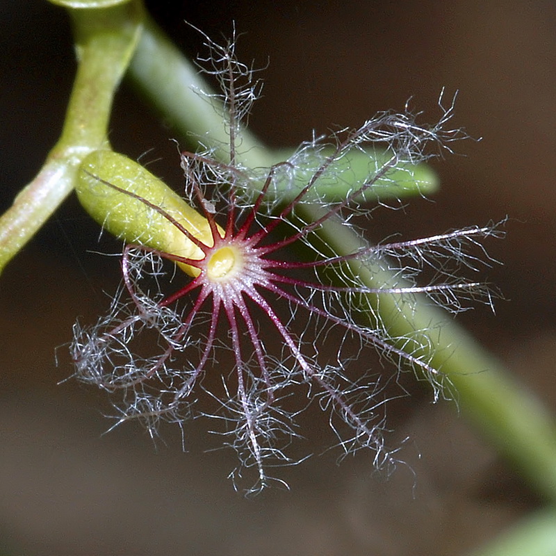 Centranthus nevadensis.10