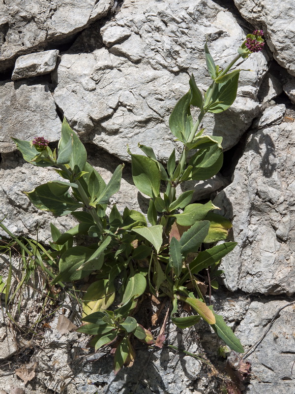 Centranthus ruber.03
