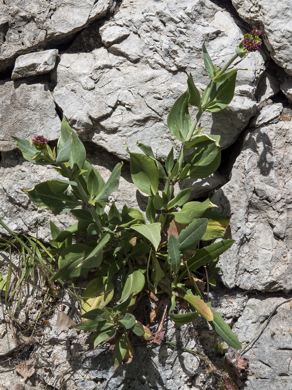 Centranthus ruber.03