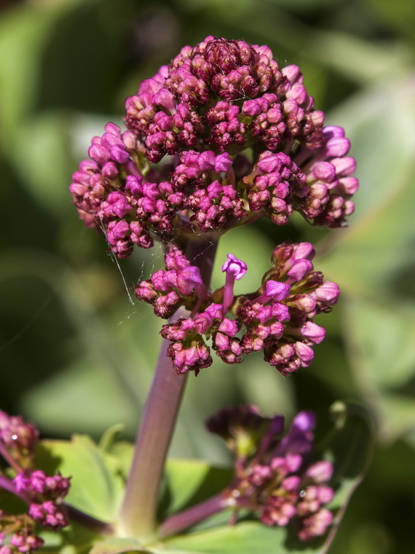 Centranthus ruber.07