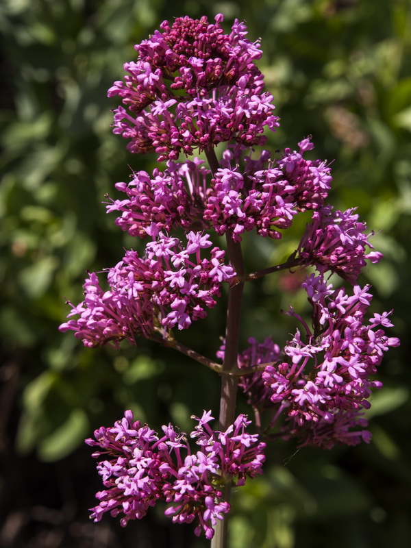 Centranthus ruber.08